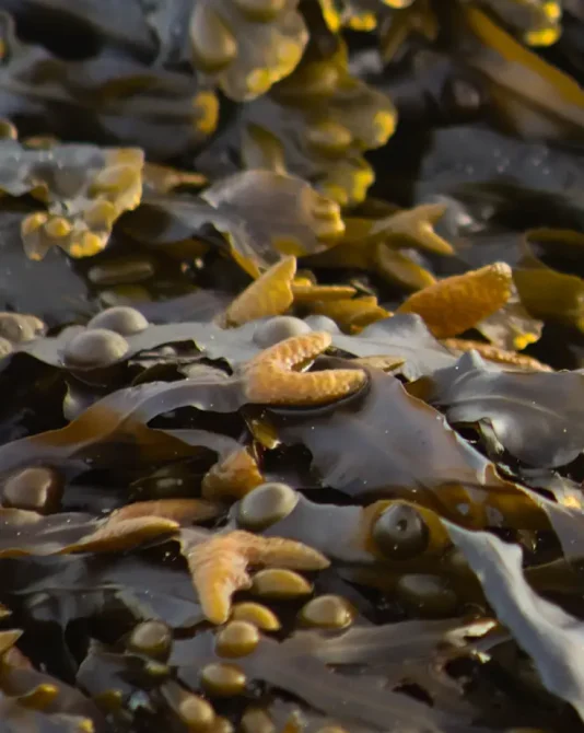 seaweed-aboutseakol